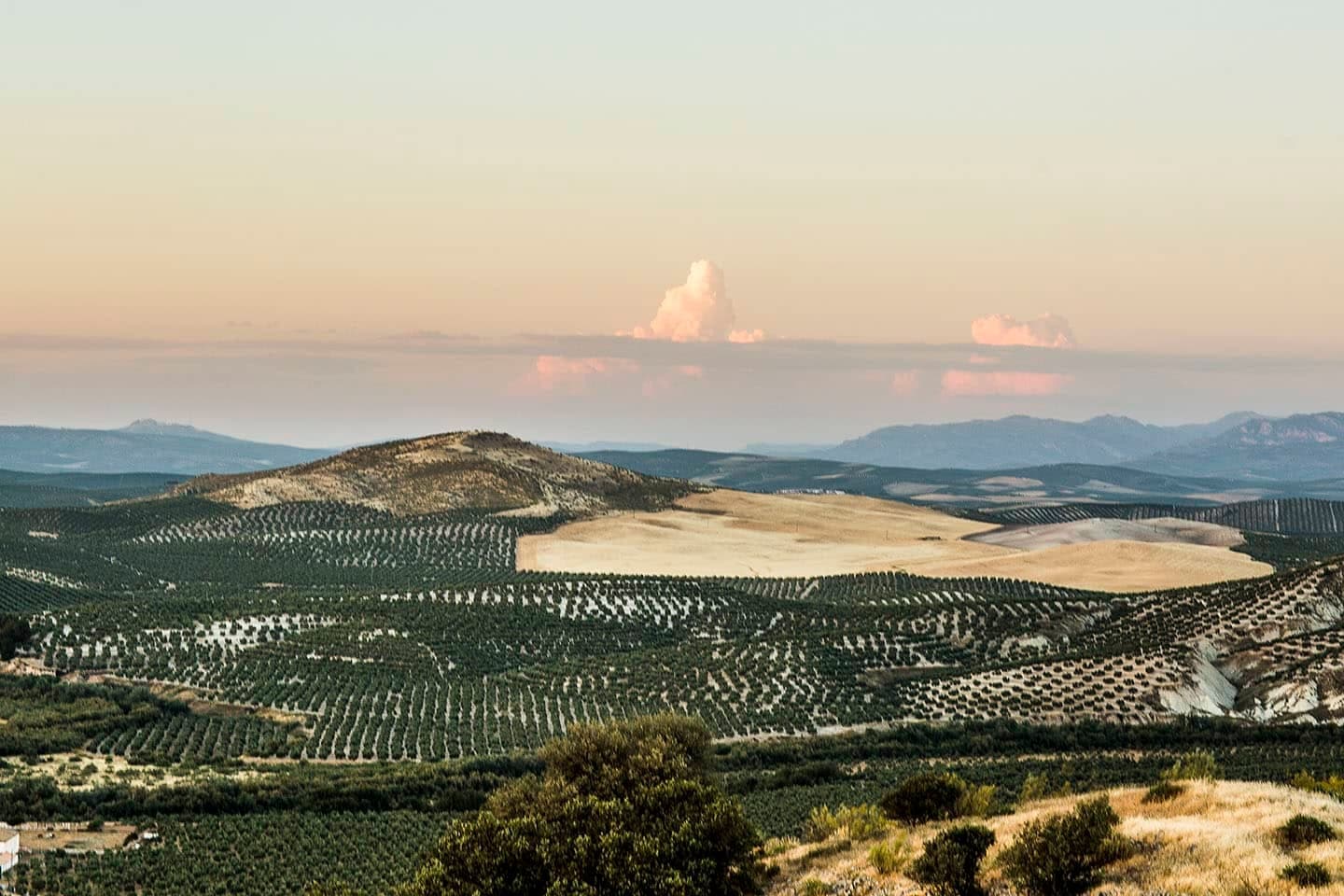 Oleoturismo en Castillo de Canena: olivar, almazara y castillo renacentista