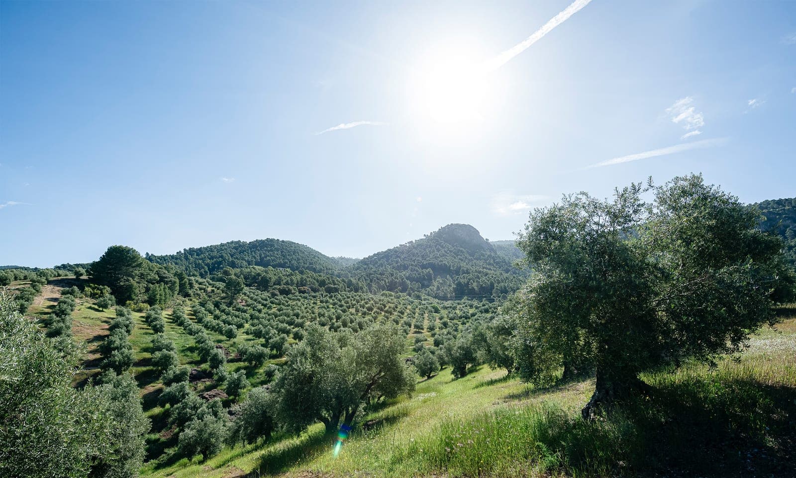 Visita a la almazara Potosí 10 con cata de aceite temprano en Orcera