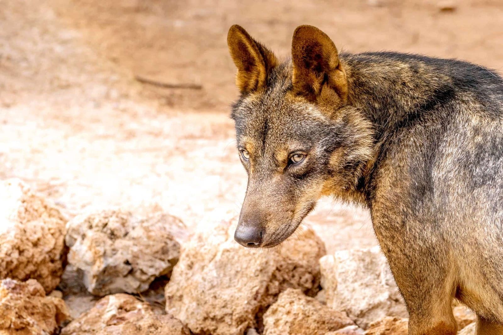 Visita en tren turístico al Parque de Fauna Silvestre Collado del Almendral
